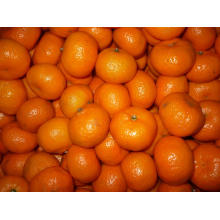 Chinesische Qualitätsfrische Baby Mandarine